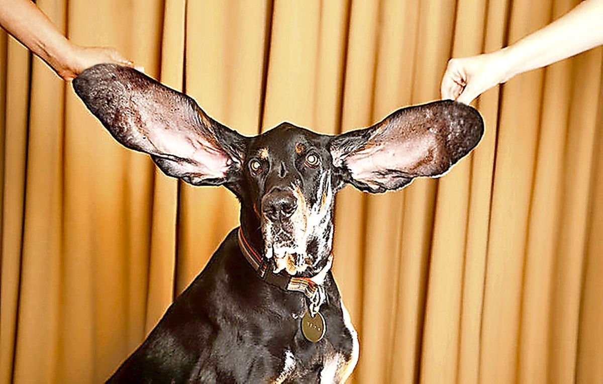 Собака с самыми длинными ушами