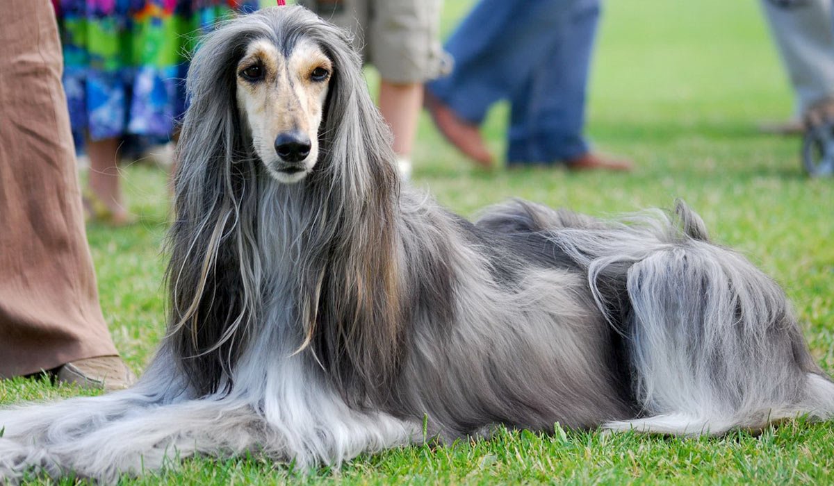 Бордер колли Кэсси