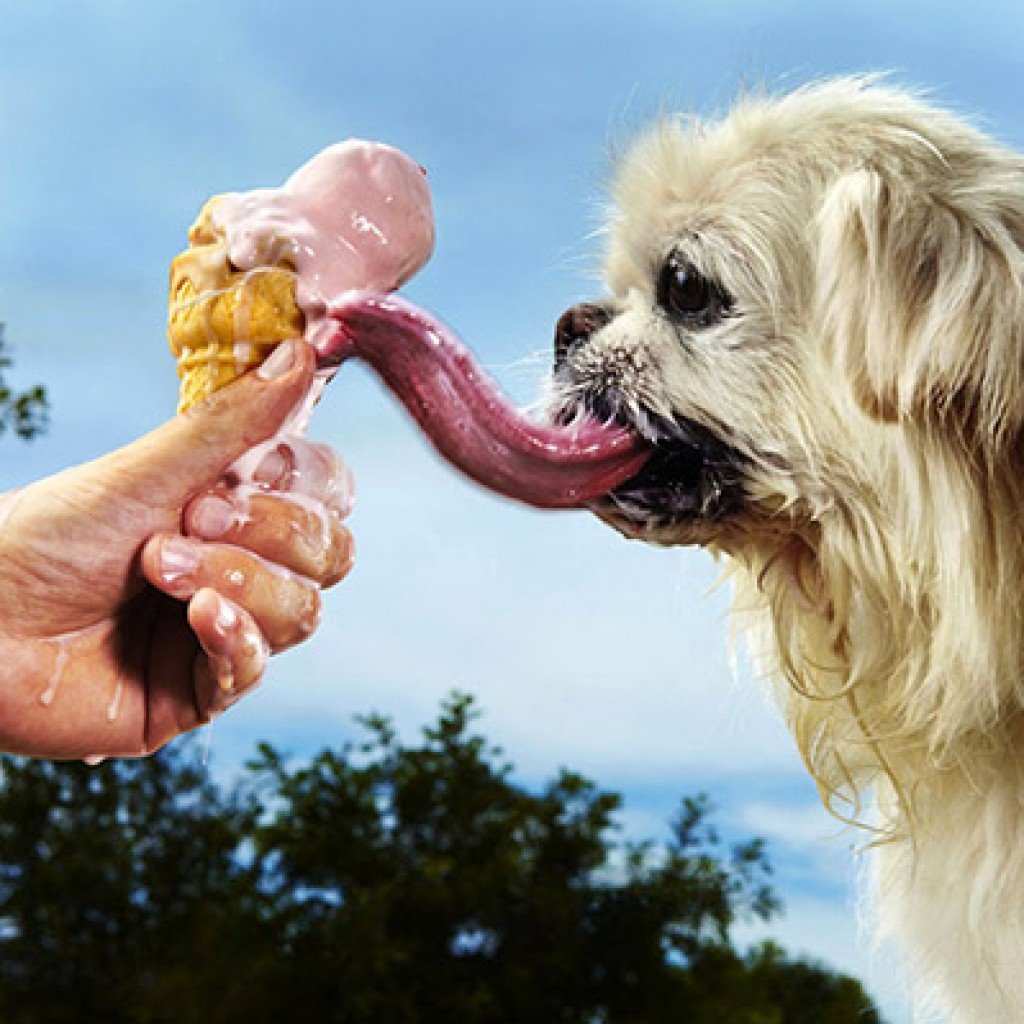 Большая жирная собака