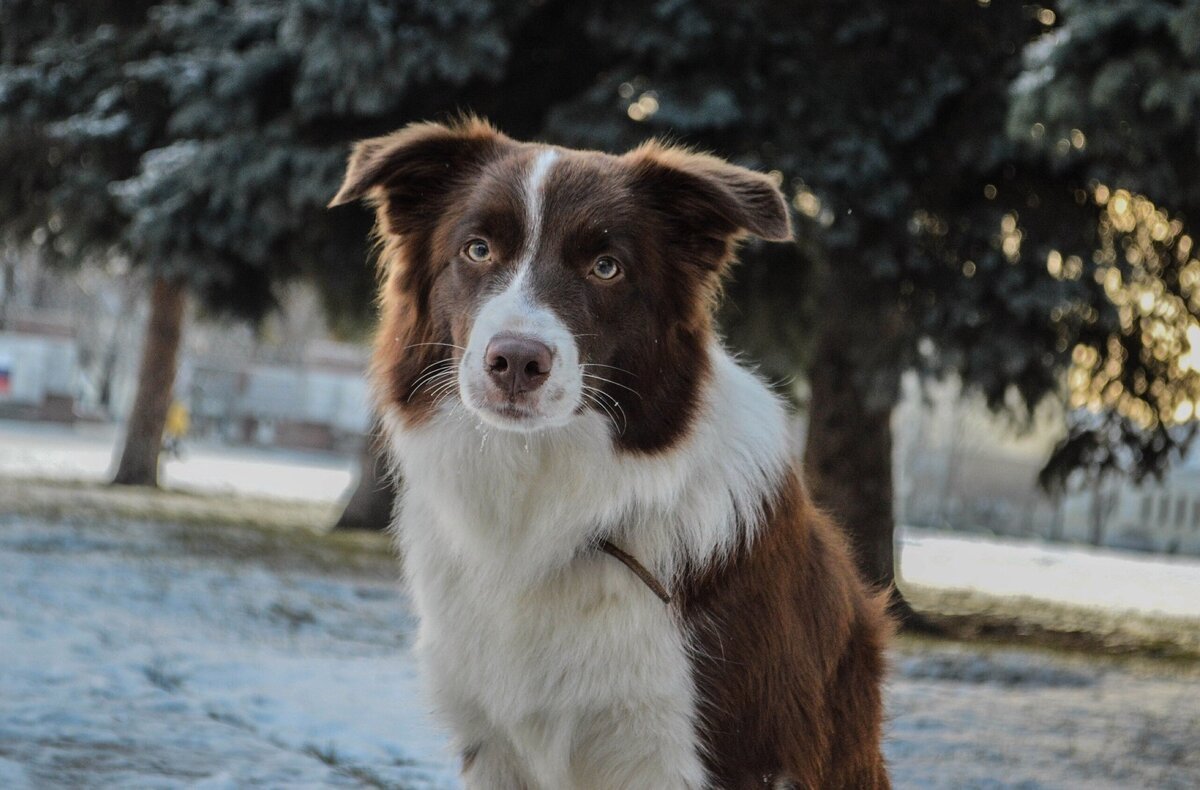 Метис бордер колли