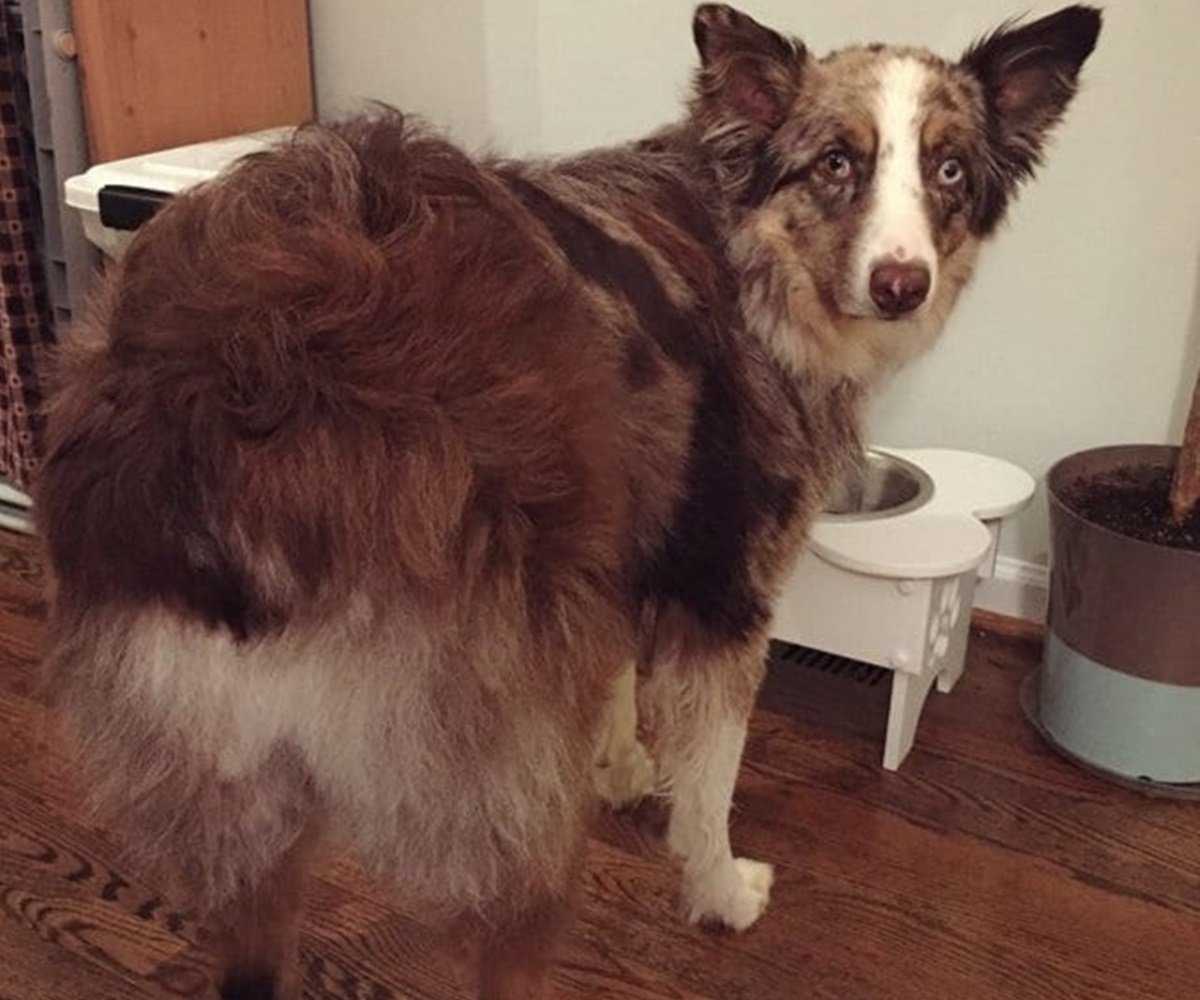 Бордер колли Chocolate & White