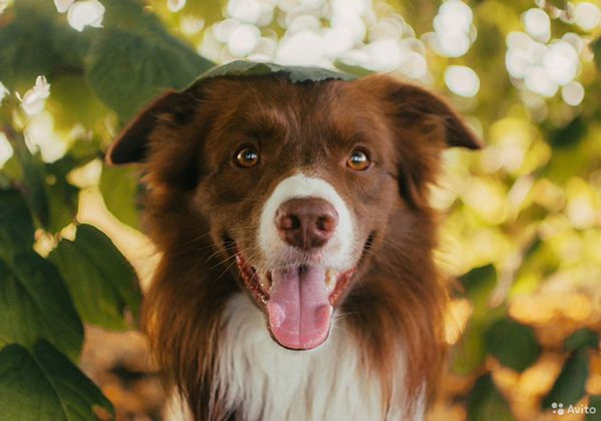 Бордер колли шоколадный