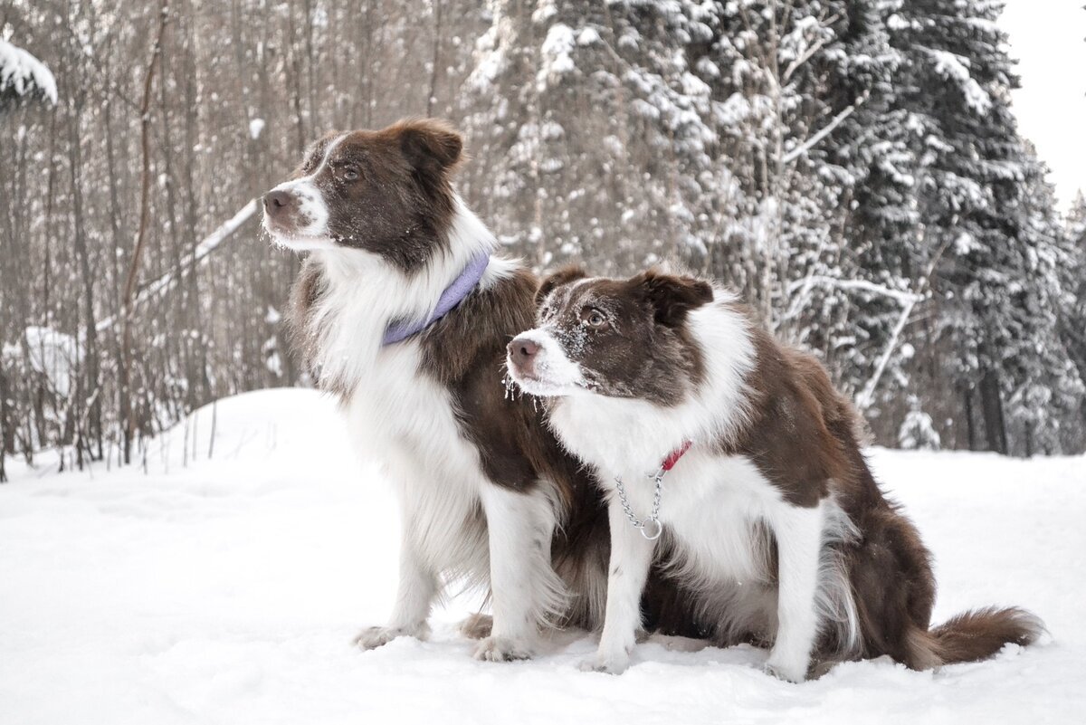 Новогодний бордер колли