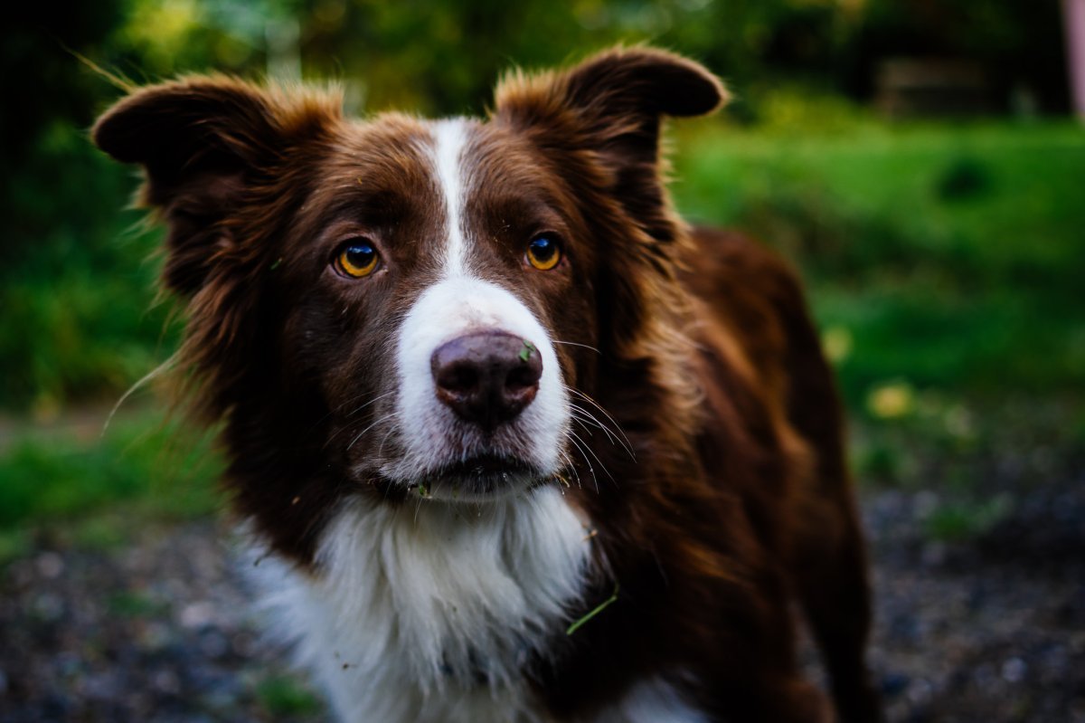 Бордер колли шоколадный