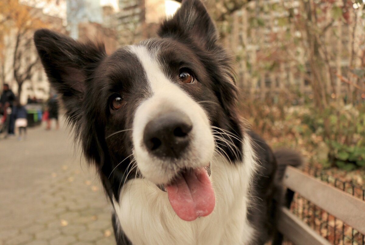 Бордер колли щенок 2 месяца