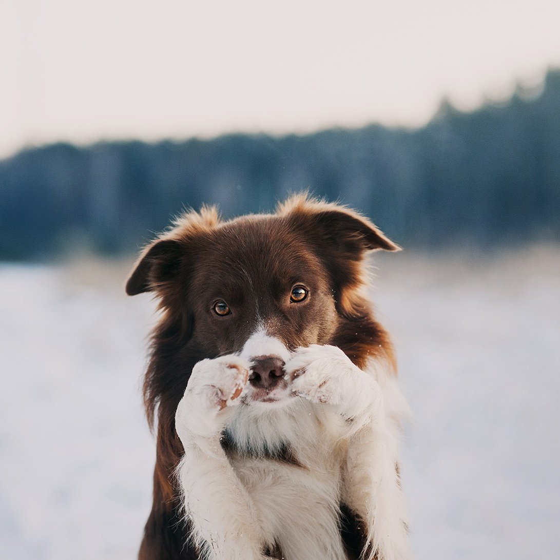 Австралийская бордер колли