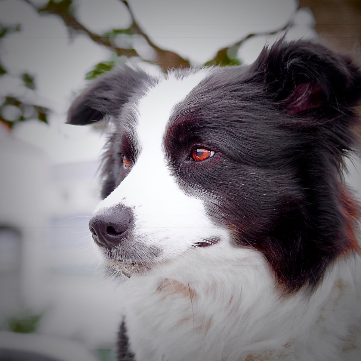 Собака бордер колли коричневый