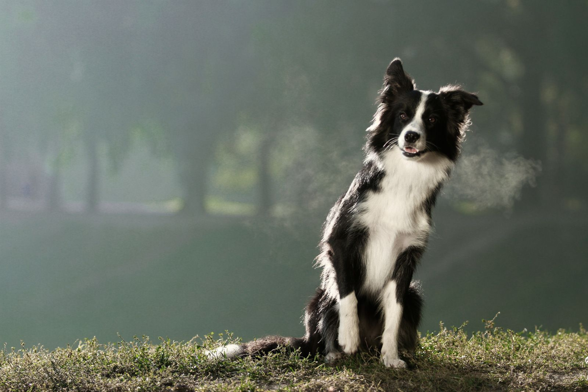 Бордер колли голова