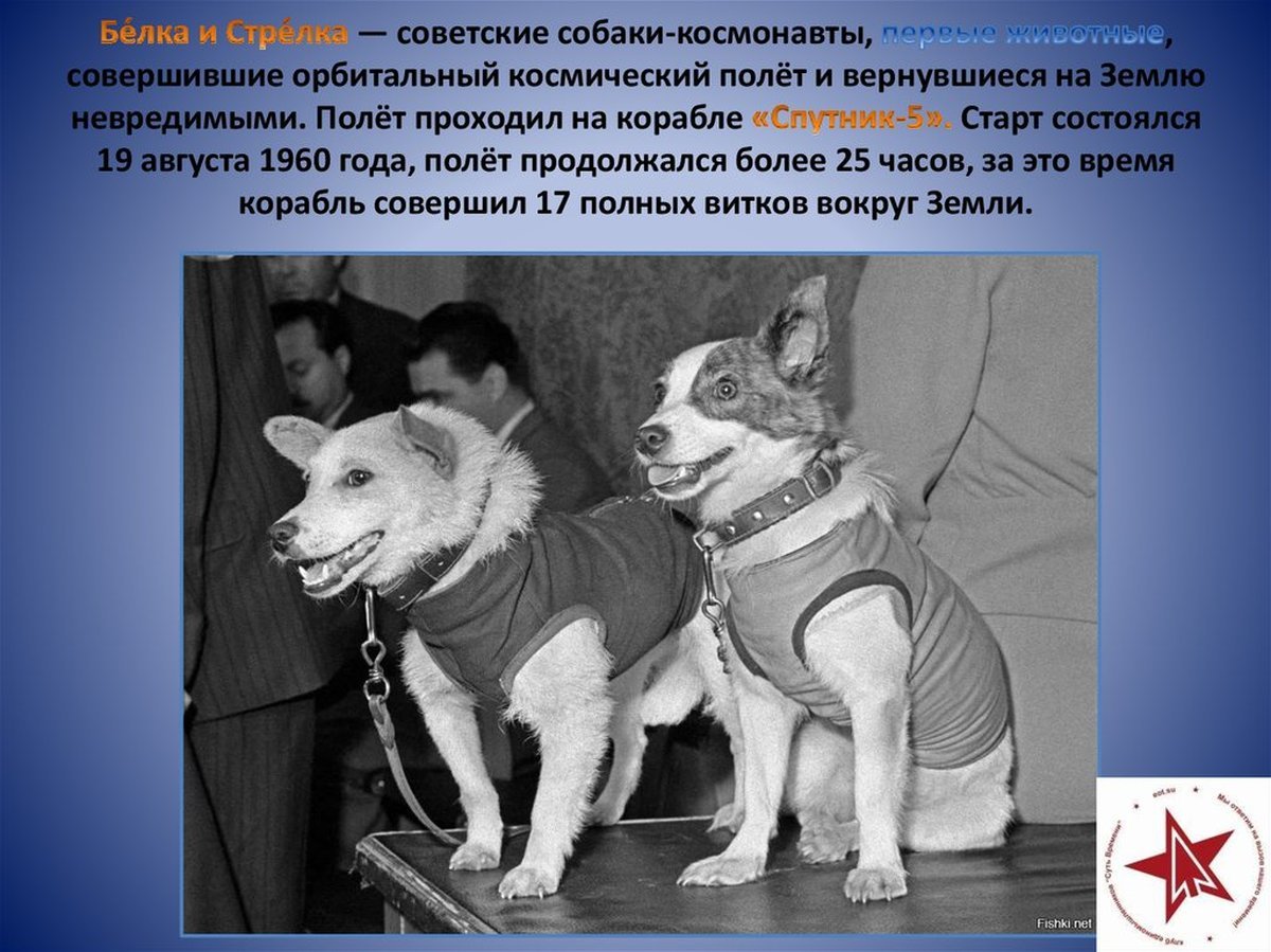 Год первого полета в космос собак. Полёт собак в космос белки и стрелки. Собаки космонавты совершившие орбитальный космический полет. Белка и стрелка советские собаки-космонавты. Первые космонавты животные.