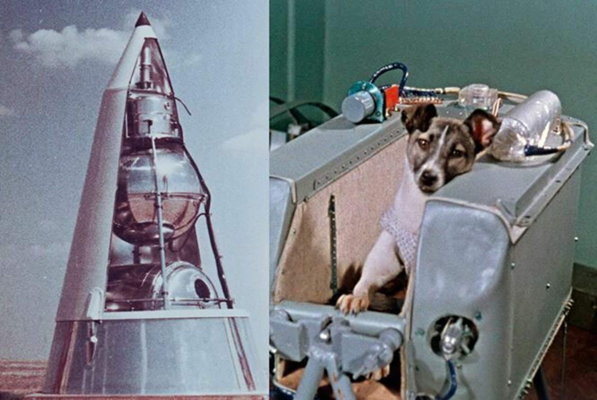 В каком году собаки полетели в космос. Первая собака космонавт лайка. Лайка космонавт 1957. Собака лайка 1957. 1957 Лайка в космосе.