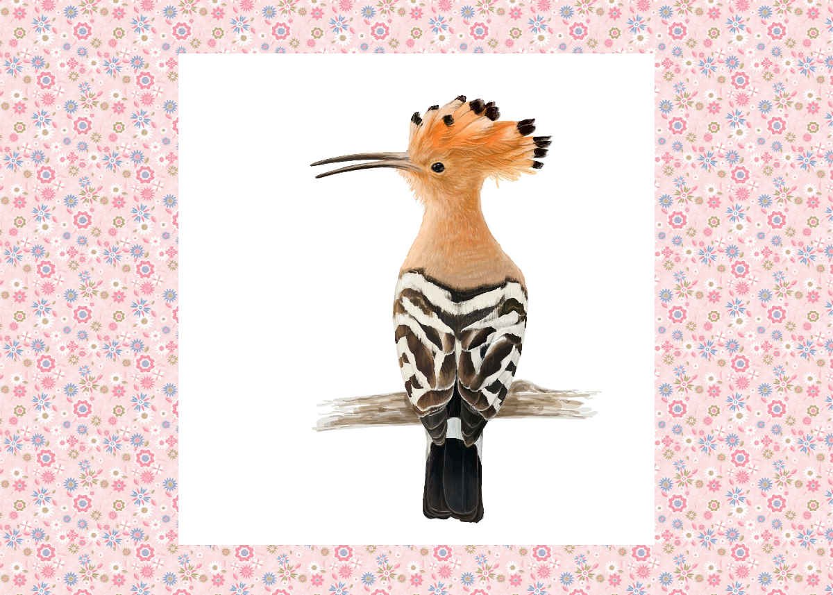 Удод (Upupa Epops)