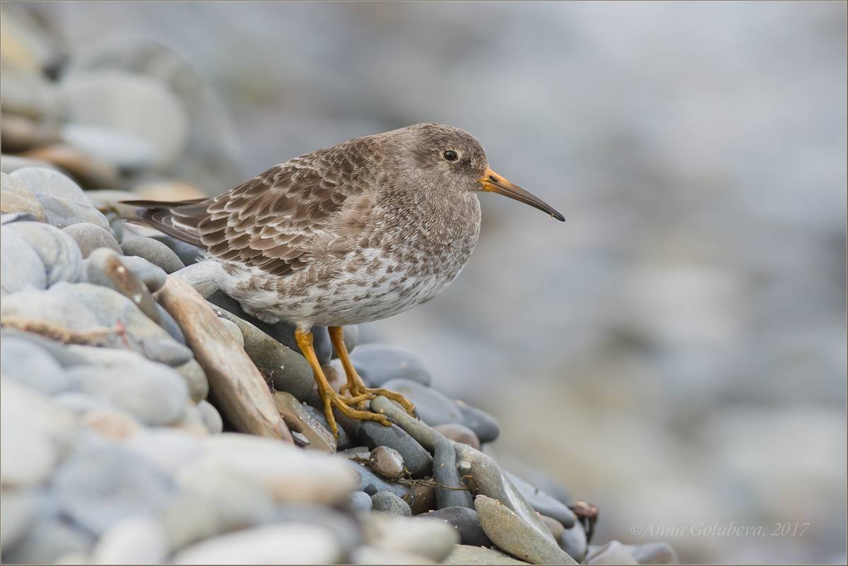 Морской песочник Calidris maritima