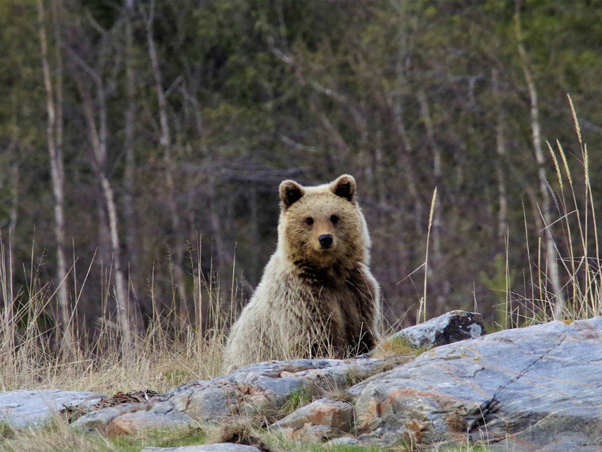 Гренландский тюлень Кандалакшский заповедник