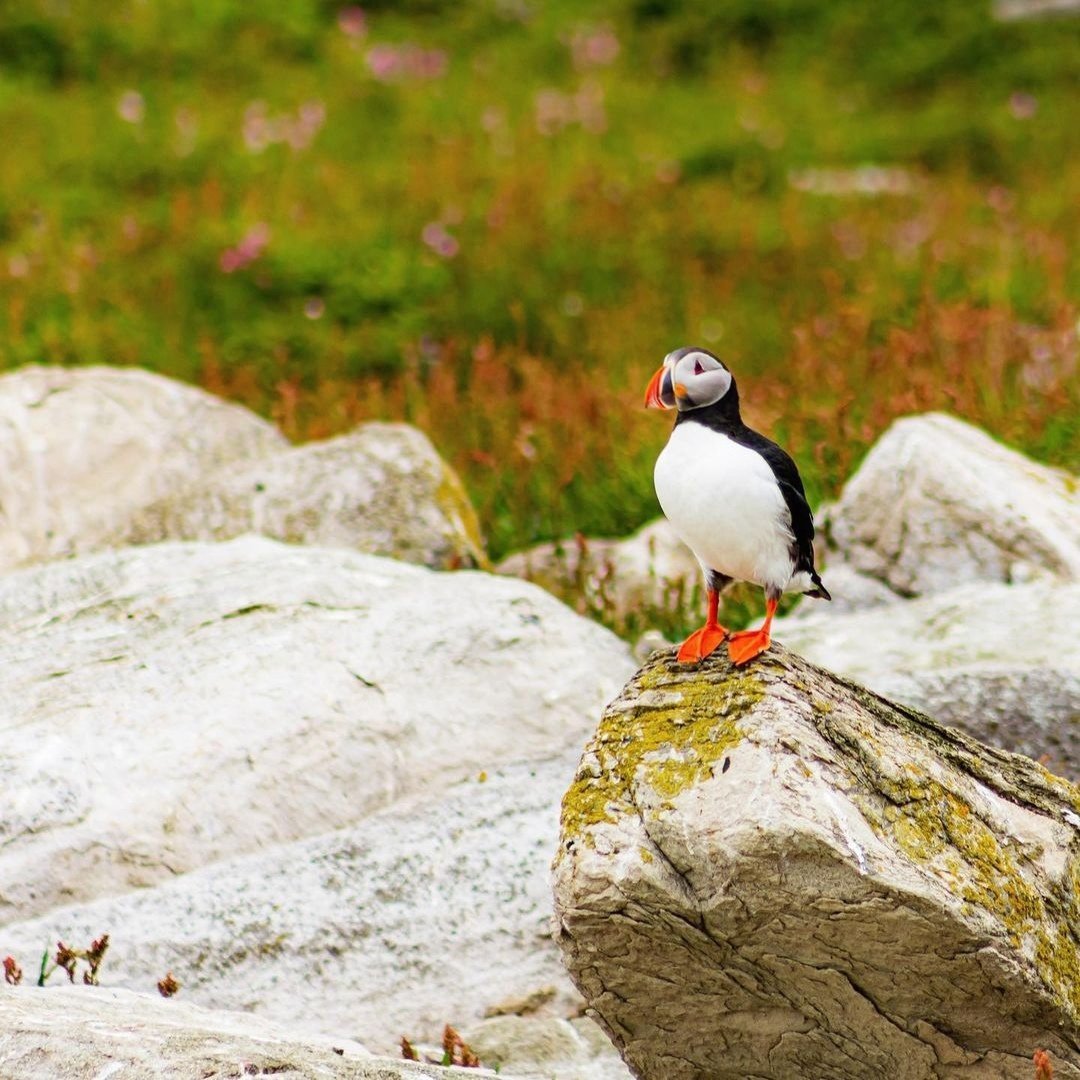 Куропатка Кольский полуостров