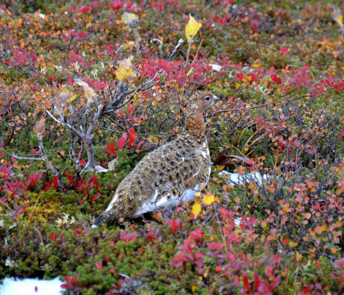 Печоро Илычский заповедник Республики Коми