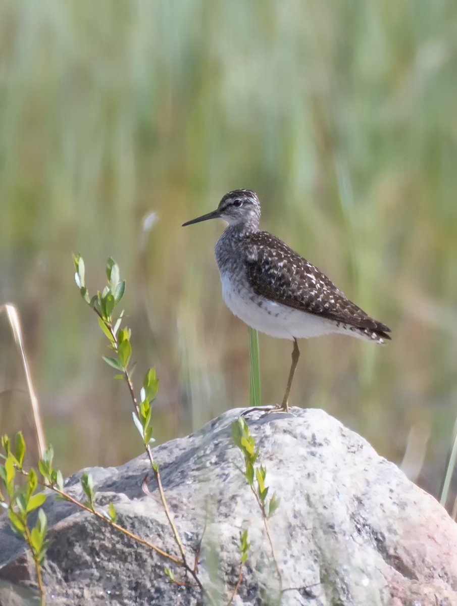 Птицы Кольского полуострова