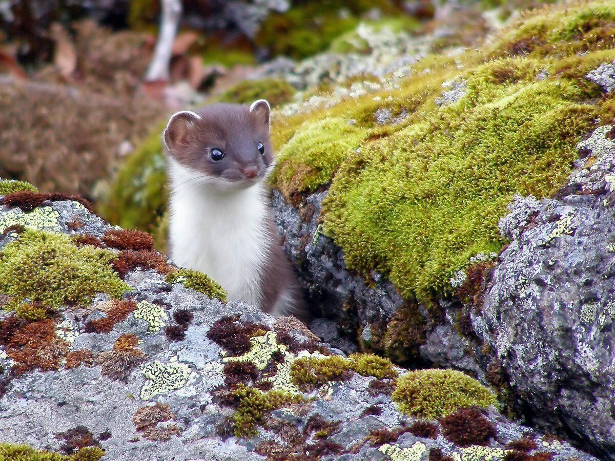 Горностай Камчатка