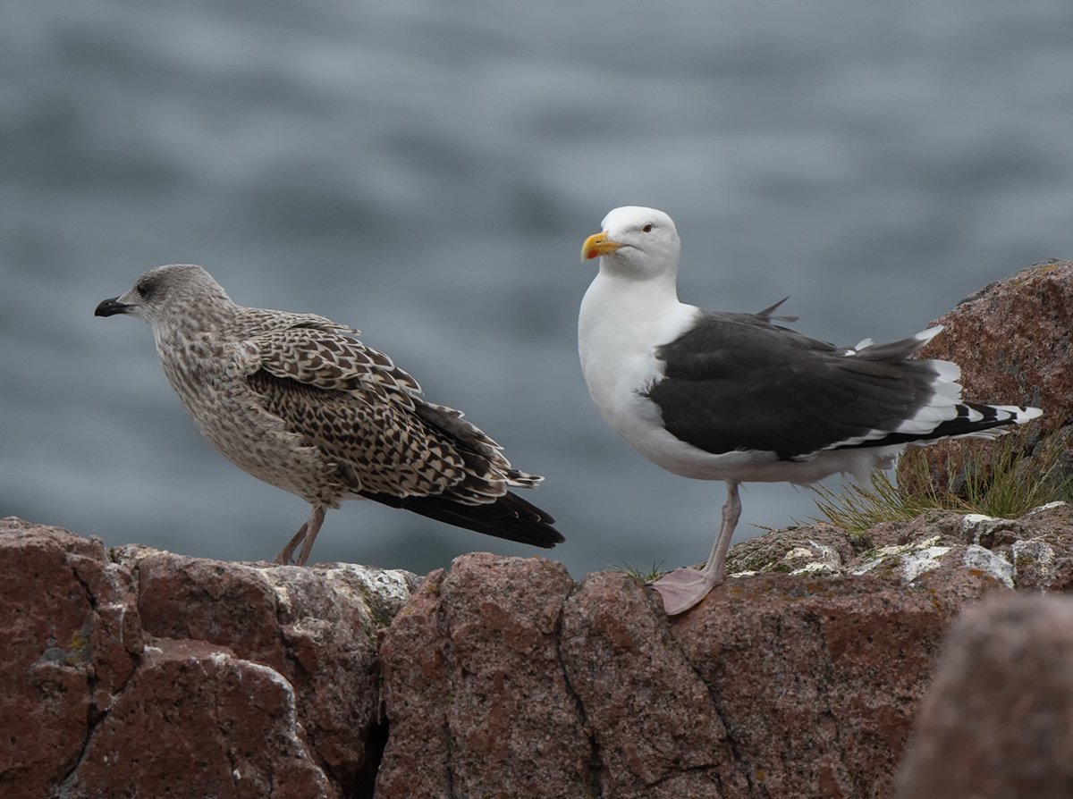 Морская Чайка Larus Marinus great Black-backed Gull