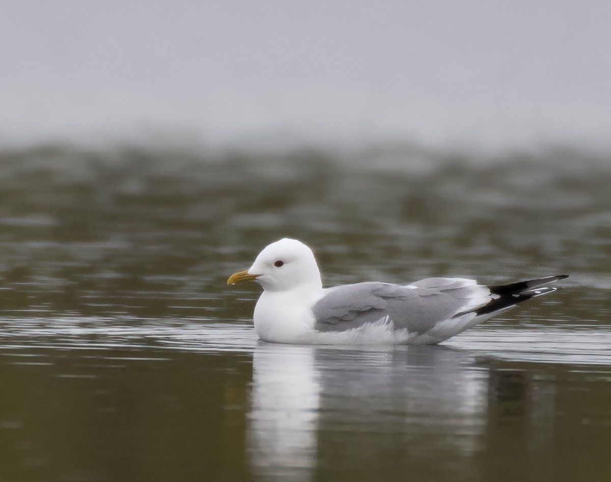 Гага птица Кандалакшский заповедник