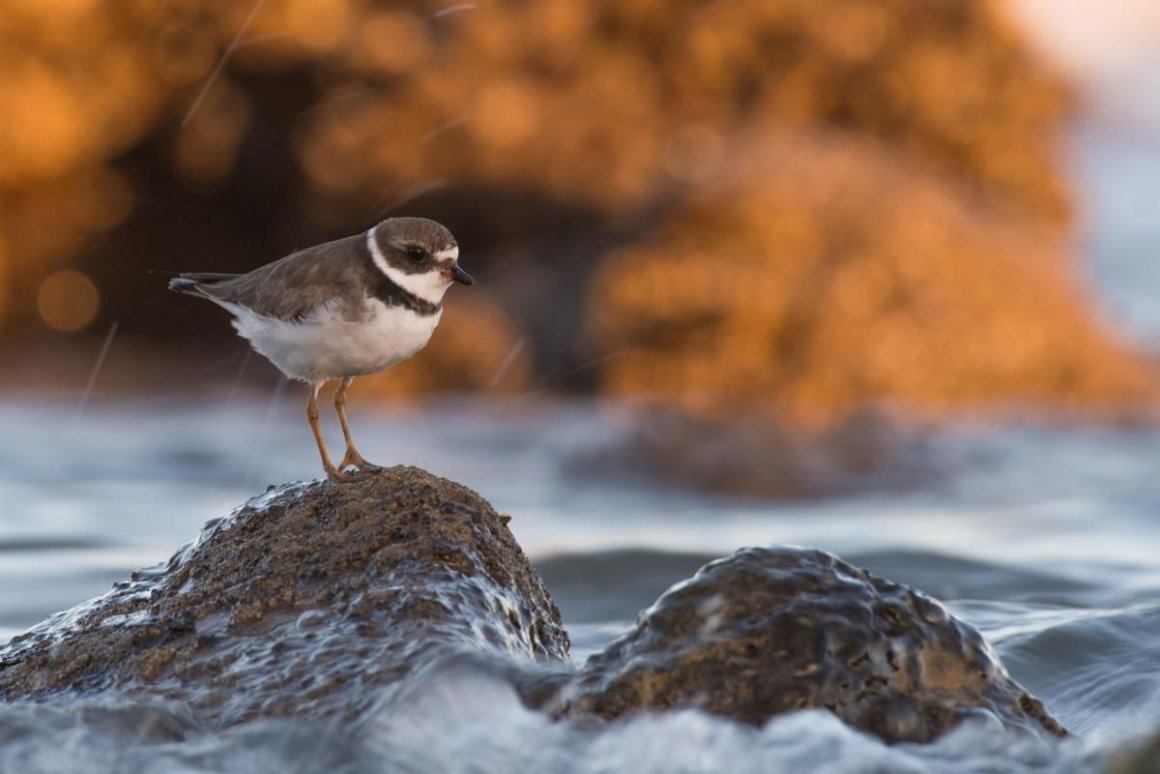 Птицы Заполярья фото и названия