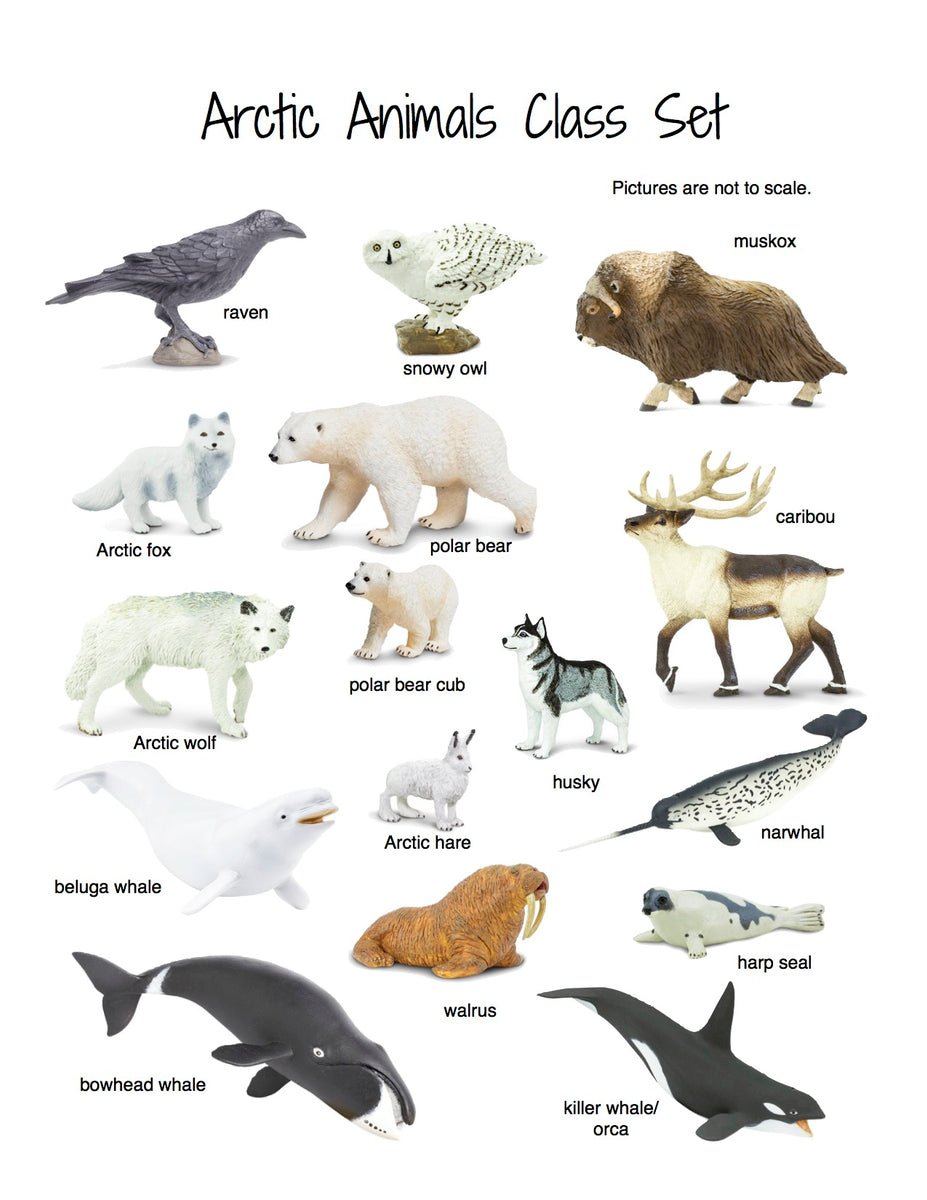 Бургомистр (Larus hyperboreus)