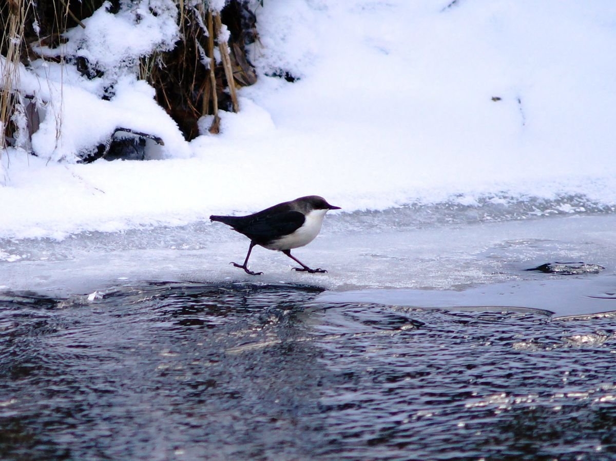 Птица Пингвин Кольский полуостров
