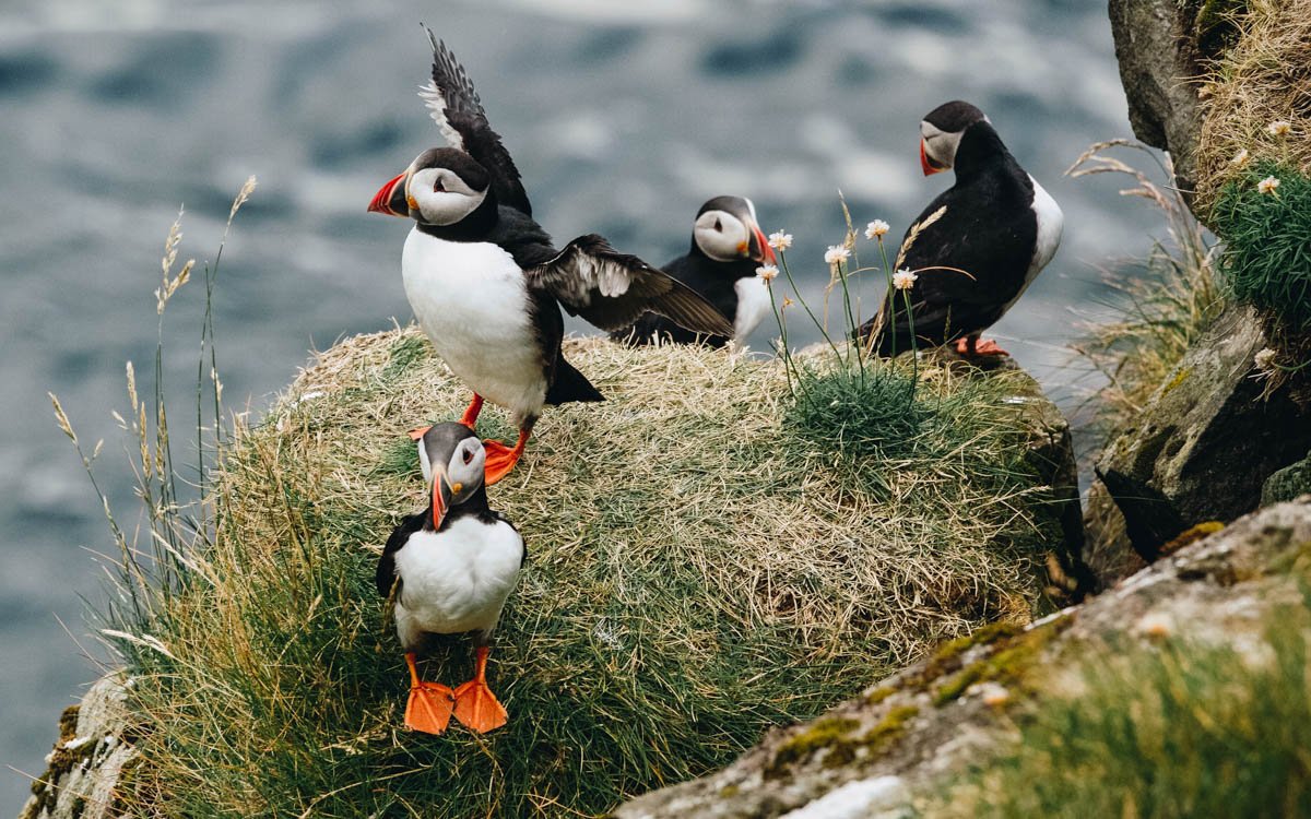 Животный мир Норвегии