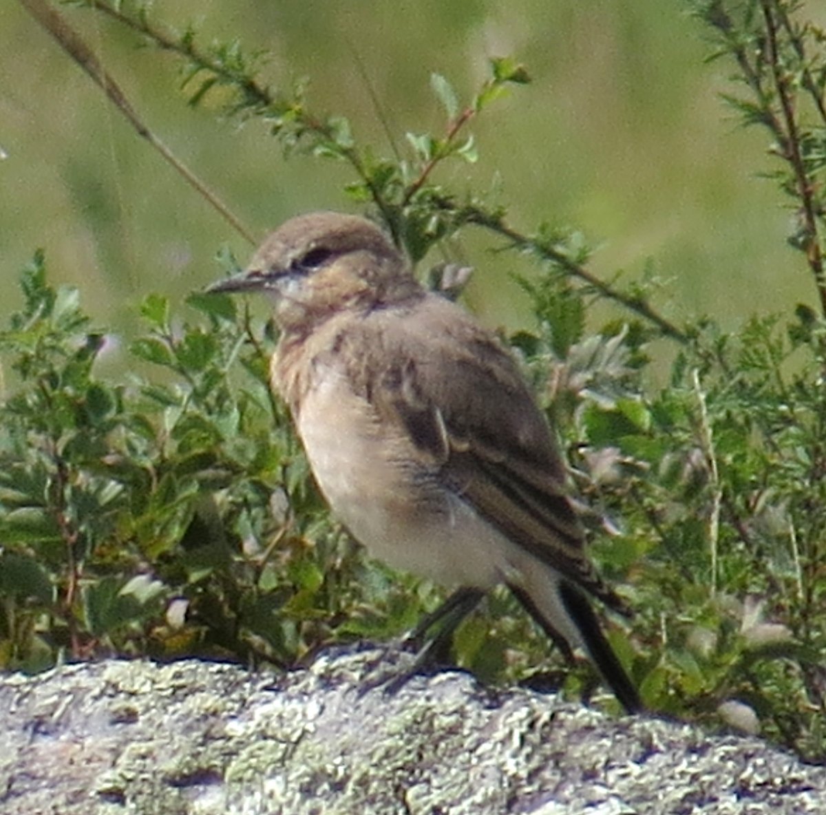 Птицы Юг Кузбасса обыкновенная Каменка