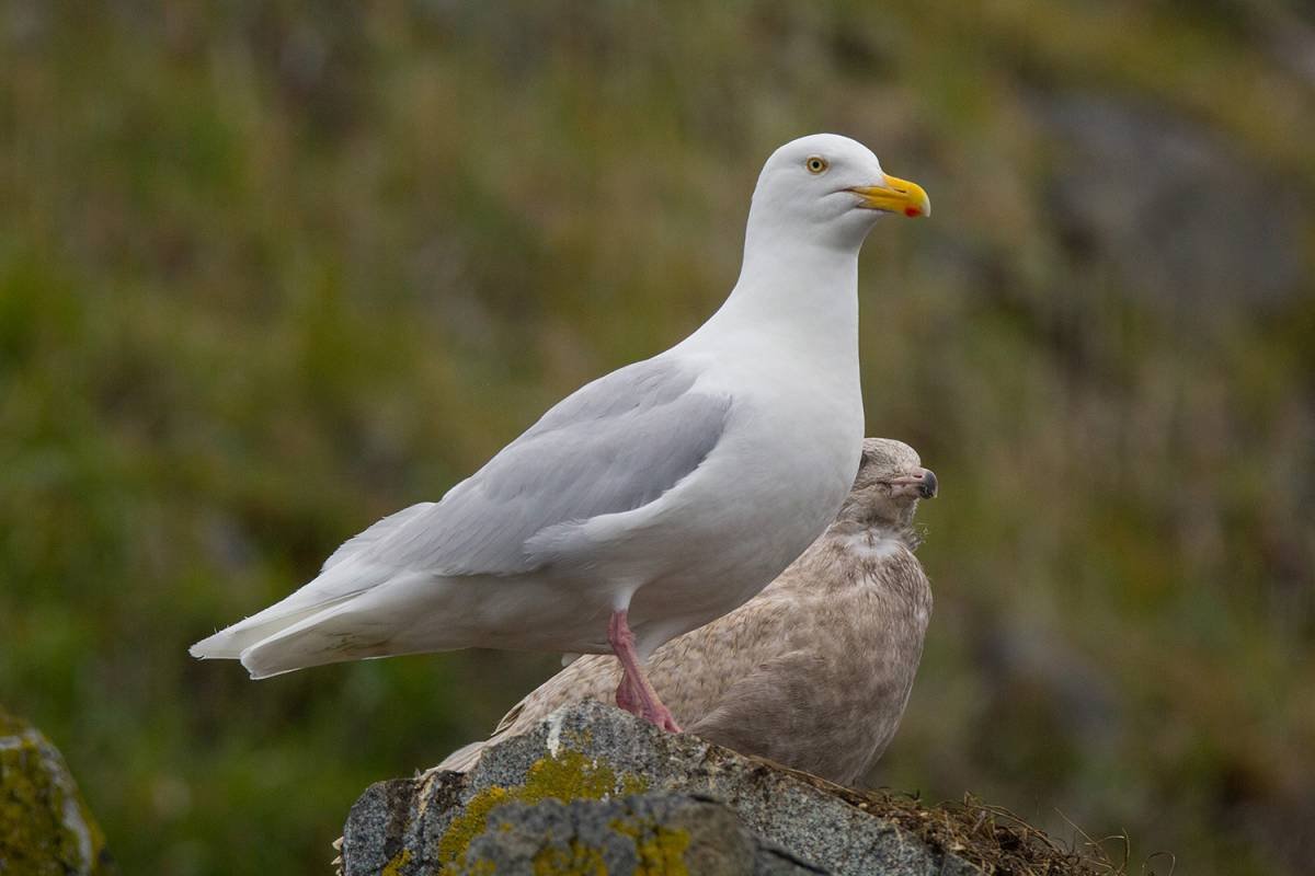 Птицы Мурманска