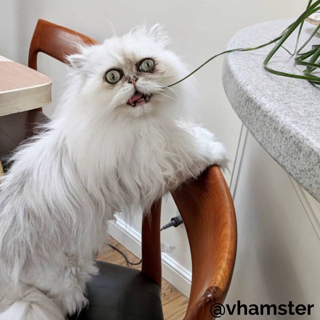 Персидская шиншилла Вилфред