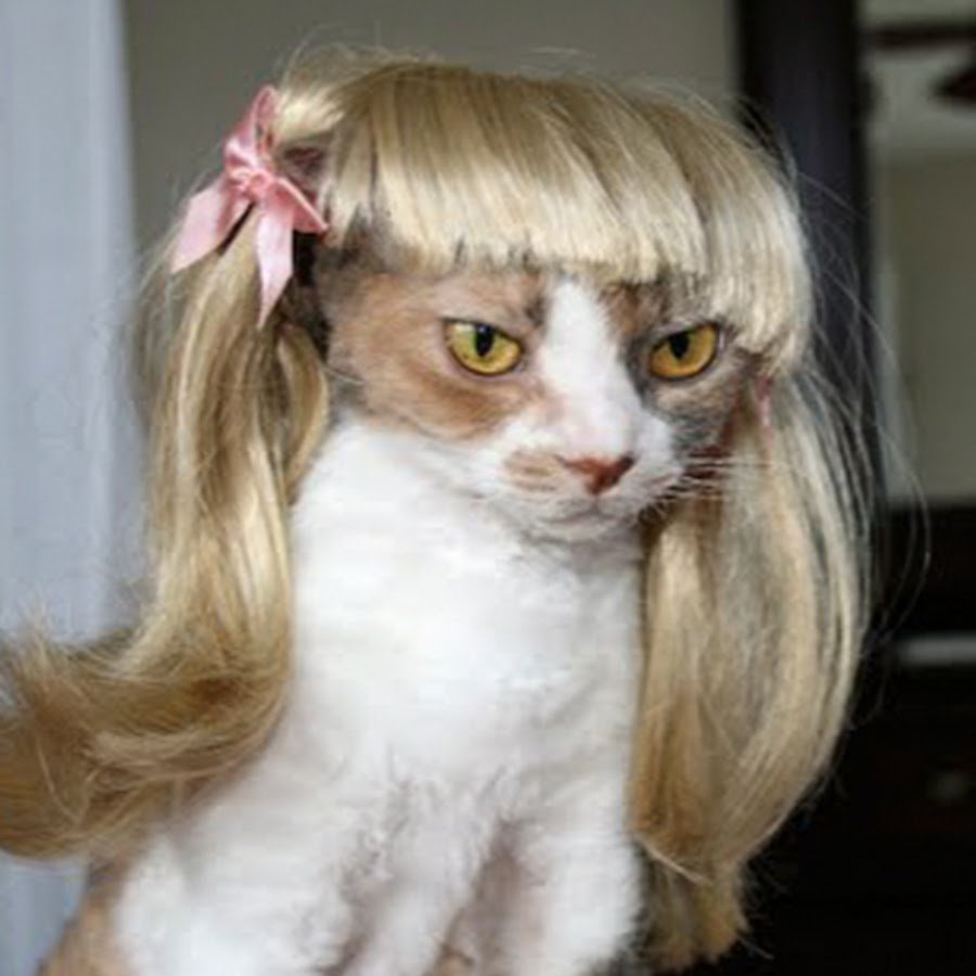 Морщинистый канадский сфинкс