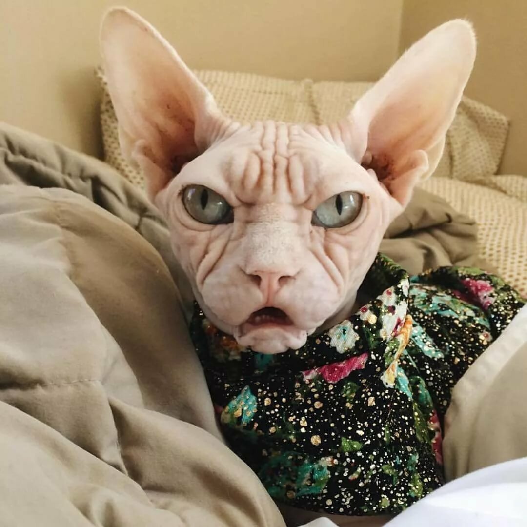 Кот Локи сфинкс