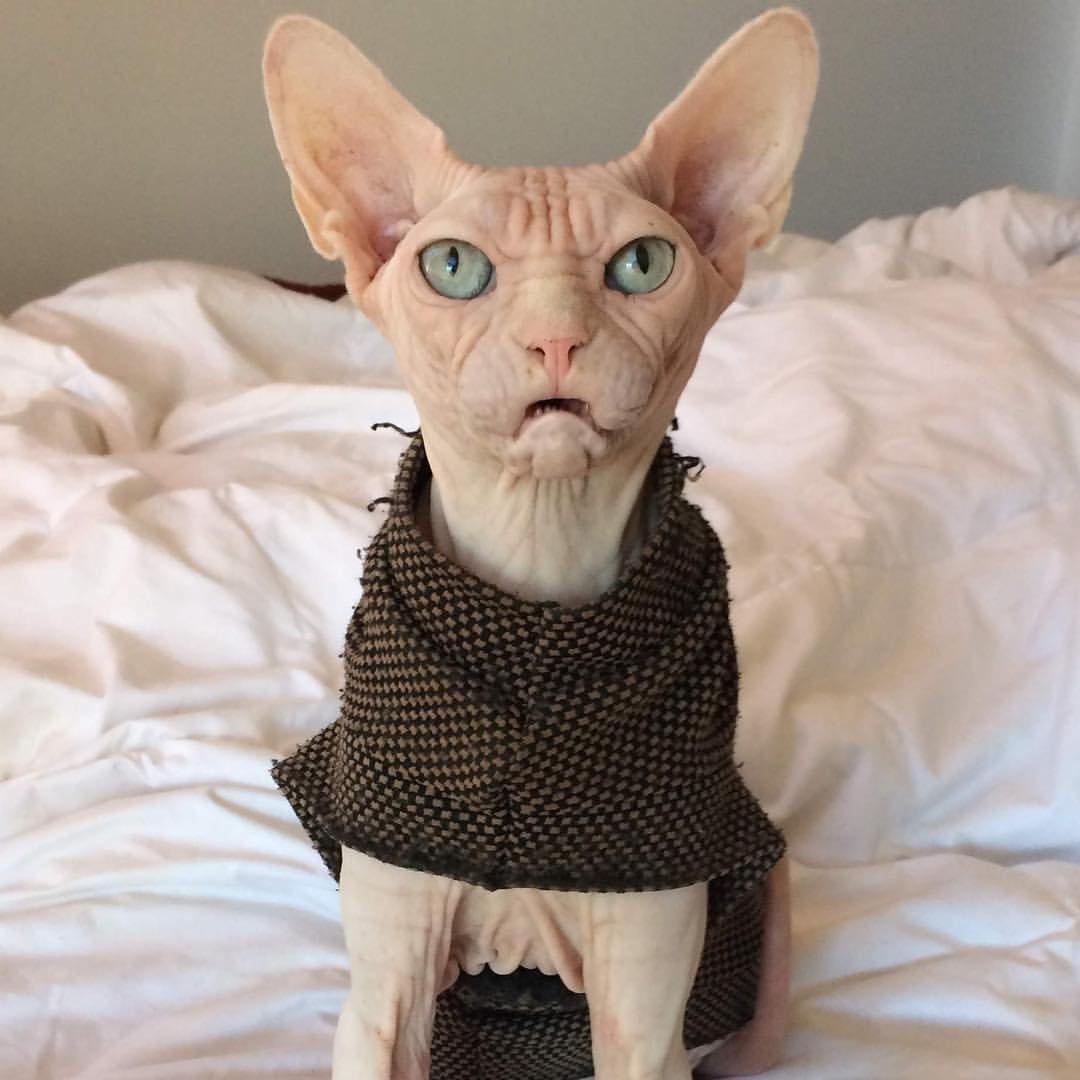 Морщинистый канадский сфинкс