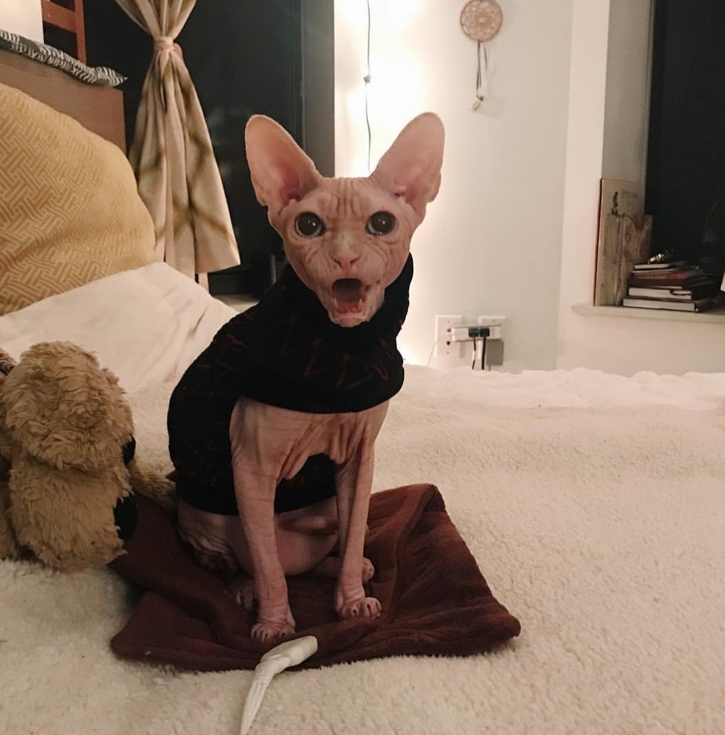 Самый злой сфинкс в мире