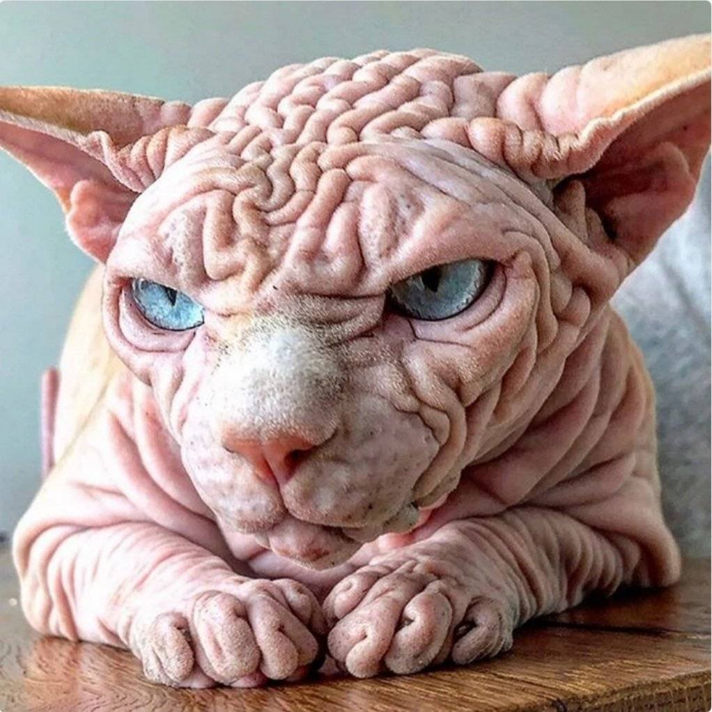 Канадский сфинкс уродец