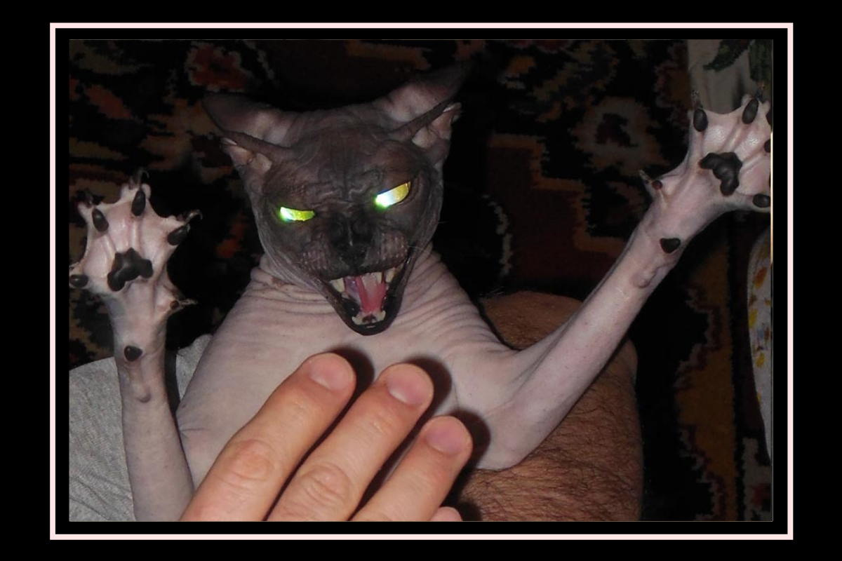 Лысые коты сфинксы породы