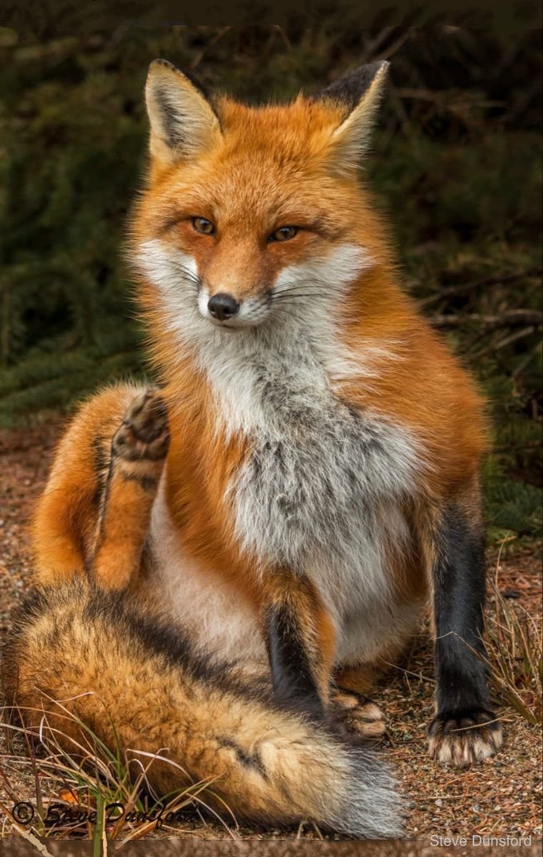 Русская лисица