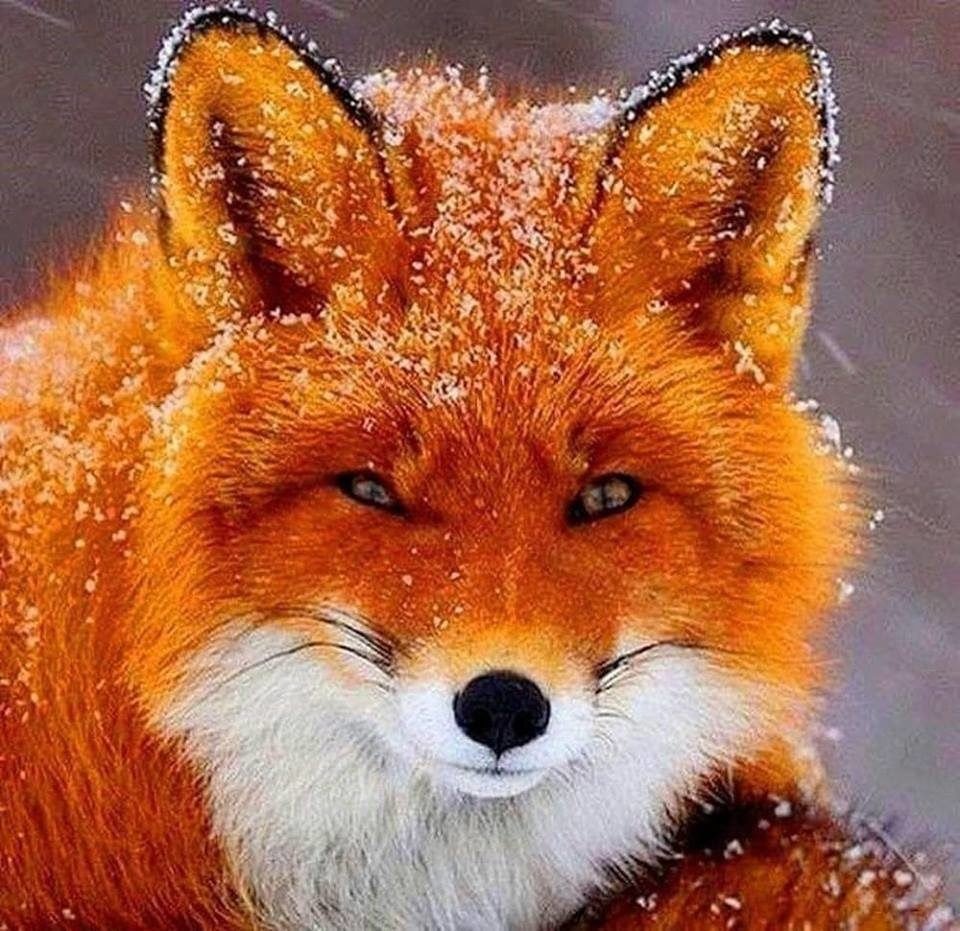 Лиса Лисонька лиса