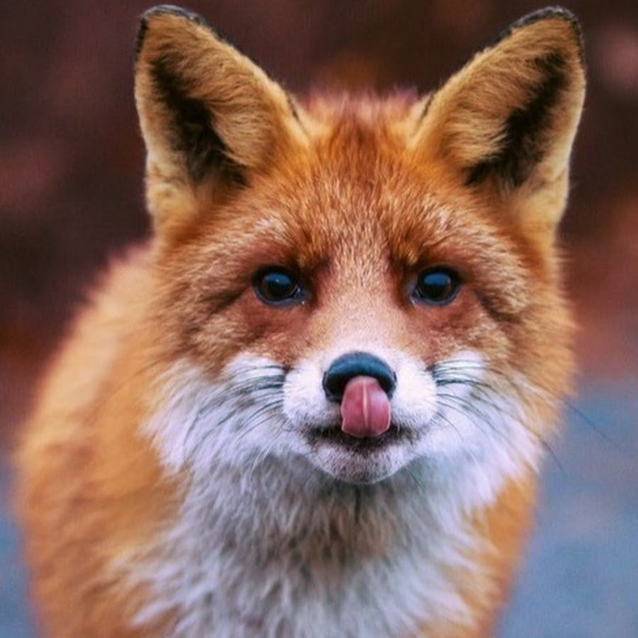 Лиса с языком