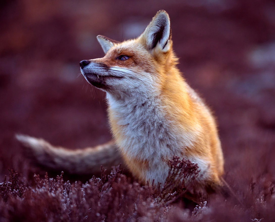 Красивые лисы