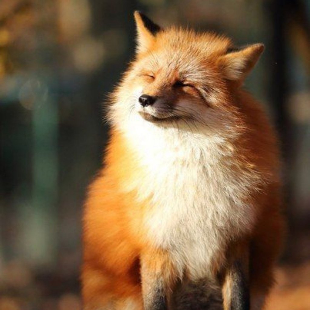 Оранжевый Лисенок
