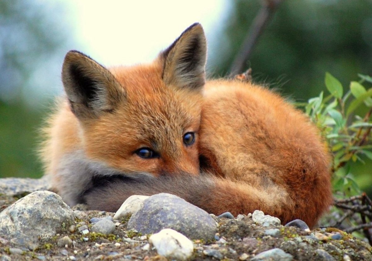 Маленький спящий Лисенок