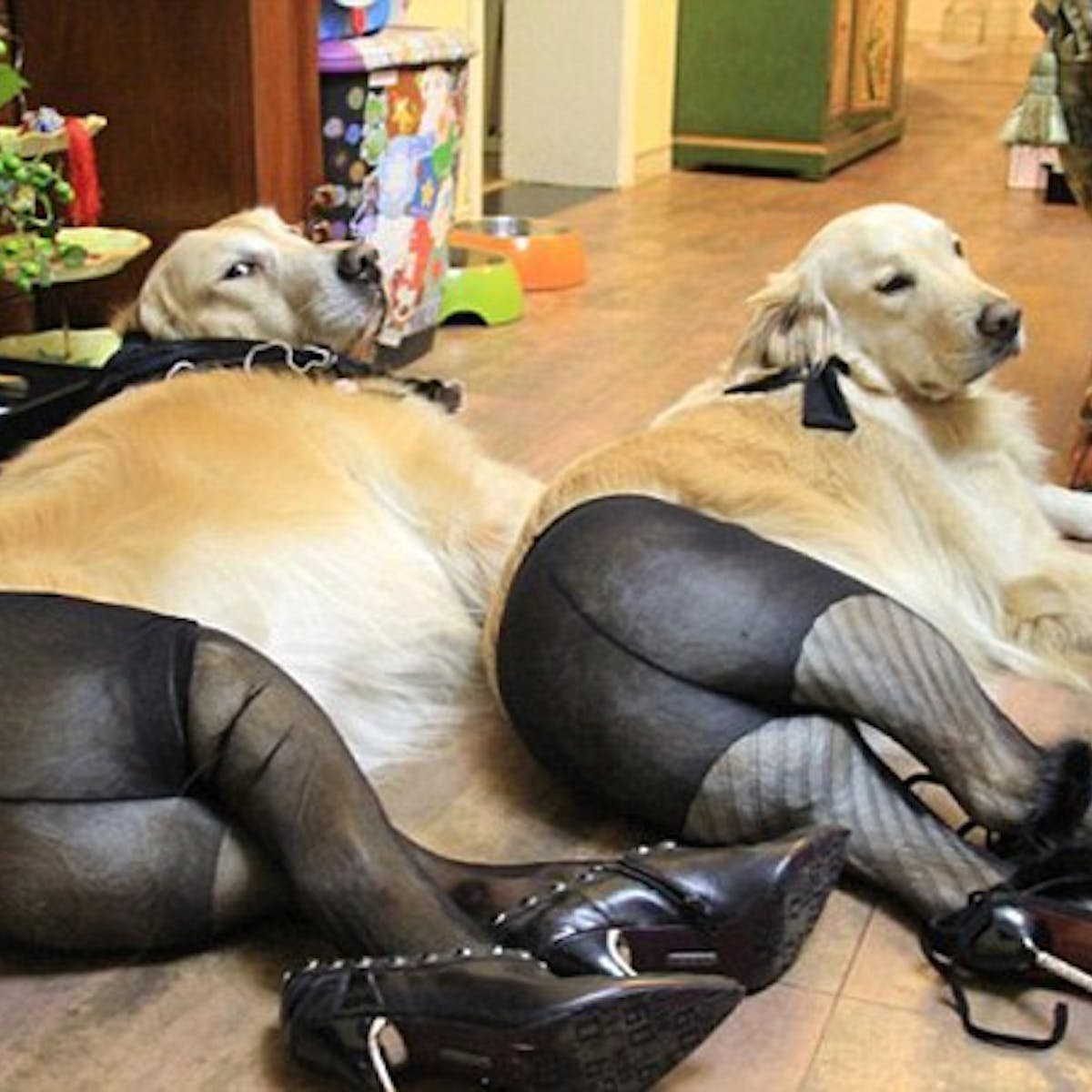 Фотосессия с немецким догом
