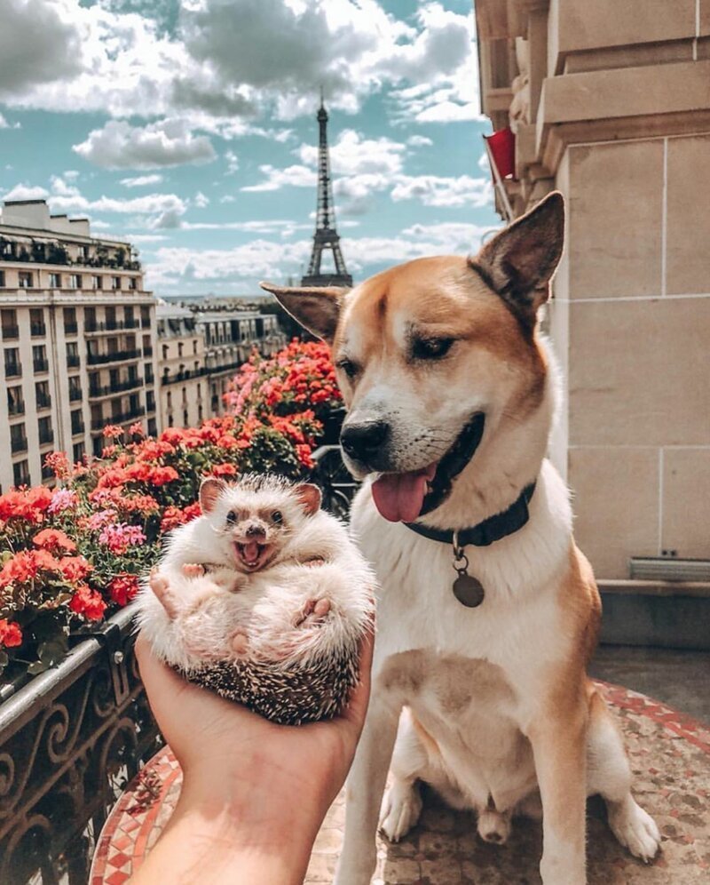 Крутые фотосессии с собаками