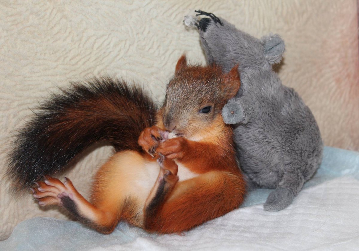 Младенец белочки