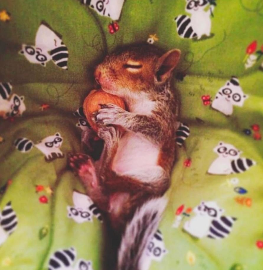 Новорожденные бельчата