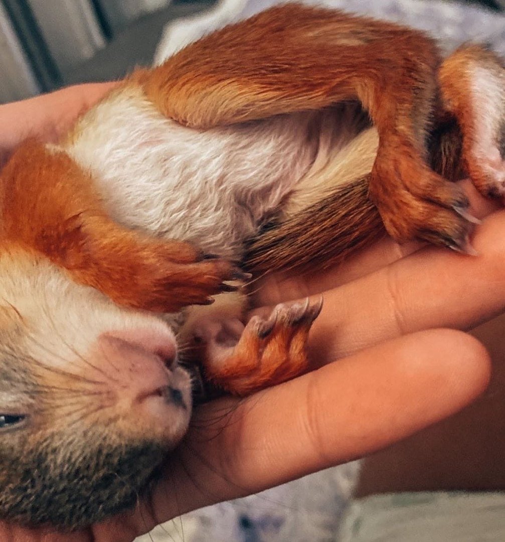 Бельчонок в ладошке