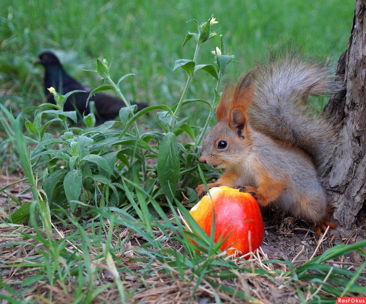 Какими рождаются бельчата