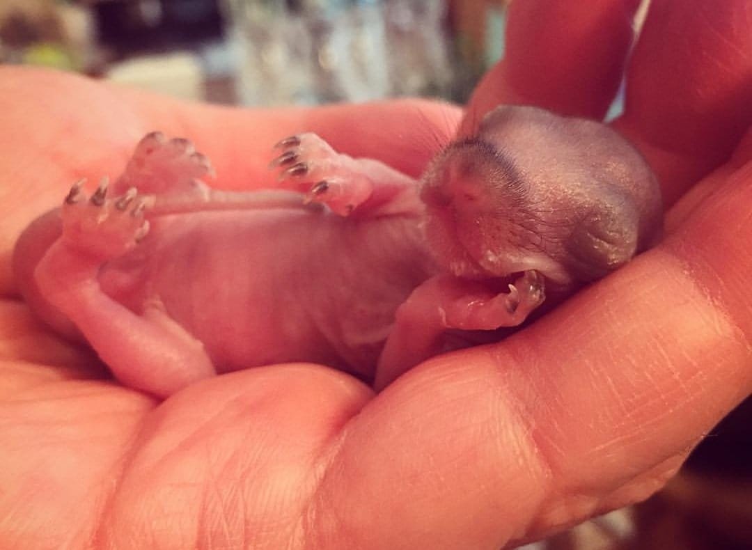 Бельчонок 3 недели