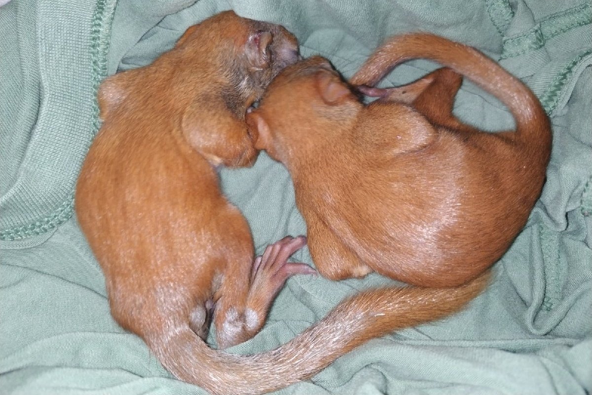 Слепой Бельчонок